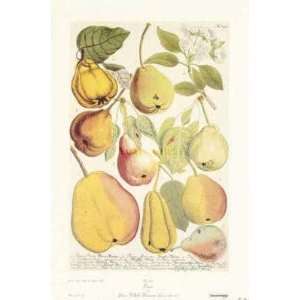 Pears (Canv)    Print 