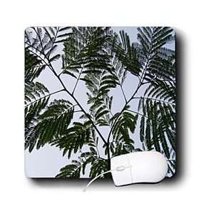   Photography Nature Trees   Underneath Mimosa   Mouse Pads Electronics