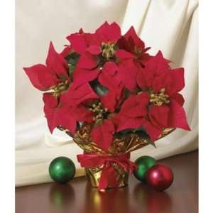 KIGI 15H Red Potted Christmas Poinsettia Case Pack 8 