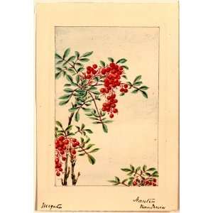 187  Japanese Print . Nandina bush with berries / Megata 