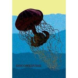 Paper poster printed on 20 x 30 stock. Jellyfish Discomedusae #1 