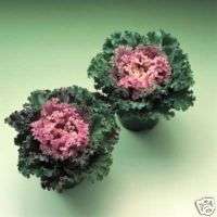 Ornamental Kale Kamome Pink   15 Seeds *Cool Beauty*  