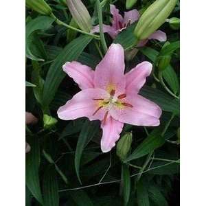  Dutch Pre cooled Lily Lombardia 14 16 cm. 300 pack Patio 