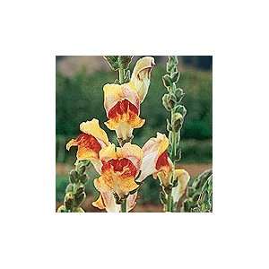  Snapdragon, Rocket Mix Patio, Lawn & Garden