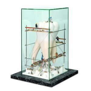 3B Scientific W23024 Large Showcase Tooth, 11.8 Length 