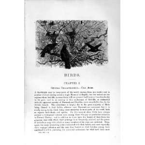    NATURAL HISTORY 1894 95 BIRD AVES PELVIS KIWI PRINT