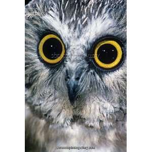  Northern Saw Whet Owl face and eyes Framed Prints
