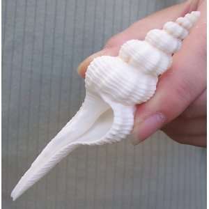  White Baby Spindle Seashell Sea Shell 