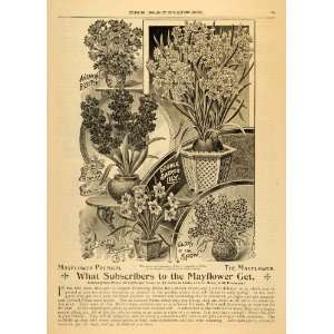  1892 Ad Garden Flower Bulb Daffodil Lily Glory Hyacinth 