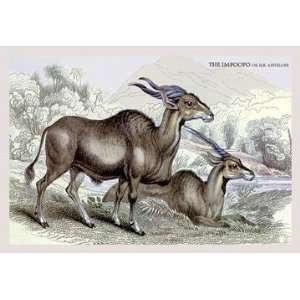   By Buyenlarge The Impoopo or Elk Antelope 24x36 Giclee