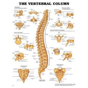 Vertebral Column Chart 20 w X 26 h (Catalog Category Physician 
