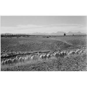  Ansel Adams Poster   Flock in Owens Valley 2, 1941 24 X 16 
