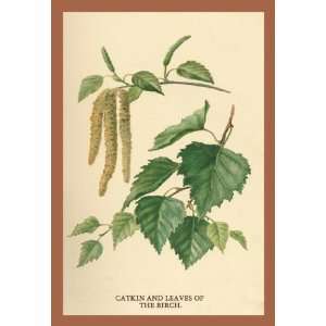   Buyenlarge Catkin & Leaves of the Birch 20x30 poster
