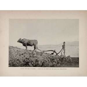  1899 Farming Plow Ox Batangas Philippine Islands Print 