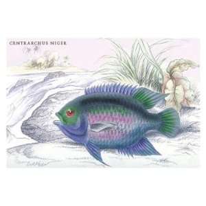 Centrarchus Niger 12x18 Giclee on canvas 