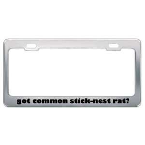 Got Common Stick Nest Rat? Animals Pets Metal License Plate Frame 
