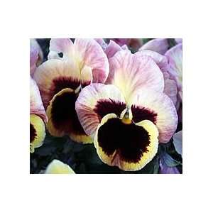   Ballerina Charm Pansy Flower Seed Pack CLEARANCE Patio, Lawn & Garden