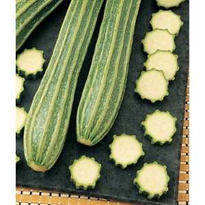  Squash, Summer, Gadzukes Zucchini Hybrid 1 Pkt. (25 seeds 