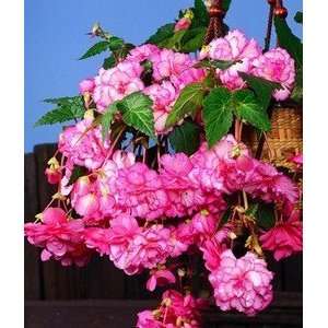    Begonia Pendula White and Pink 1.25 10 pack Patio, Lawn & Garden