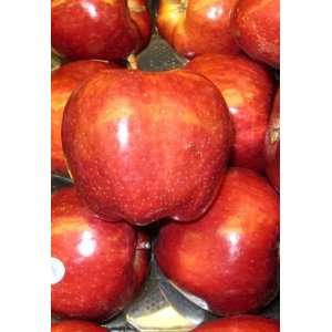  APPLE RED DELICIOUS / 5 gallon Potted Patio, Lawn 