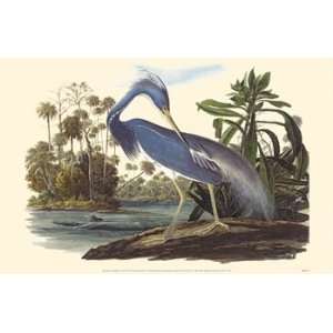  Tri Colored Heron Poster