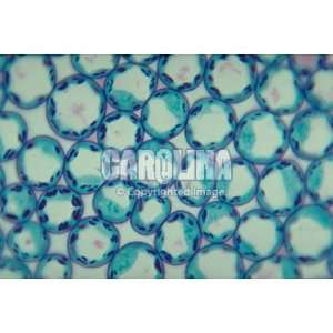 Typical Plant Cells, sec. Thin Microscope Slide  