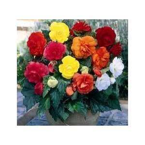  Mixed Begonia Seed Pack Patio, Lawn & Garden