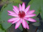 Pink Night Tropical water lily tubers +Free Document
