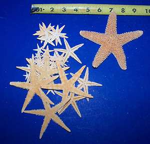 25+ REAL FLAT STARFISH STAR FISH CRAFTS 5 SUGAR STAR  