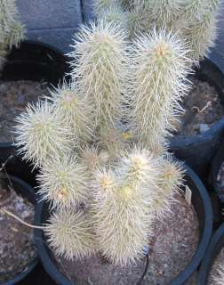 Opuntia bigelovii Teddy Bear Cholla Cactus 1  