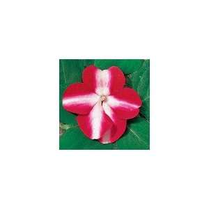  Impatiens Shady Lady Red & White Seeds Patio, Lawn 