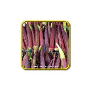  Red Burgundy Okra   50 Seeds   Bonus Pack Patio, Lawn 