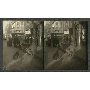  Dogs on curb of street,Constantinople,Istanbul,Turkey 