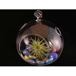   Glass Globe Terrarium with Colorful Display By Hinterland Trading