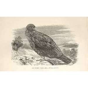    Southern Caracara 1862 WoodS Natural History Birds