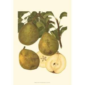  Pear Varieties I by Unknown 13x19