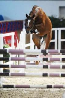 Deutsches Reitpony,Deckhengst, 1.Reserve Körung Prussendorf 2009 in 