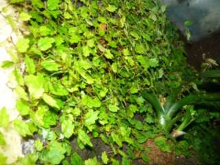 Verschied. seltene Pflanzen Ableger aus meinem Regenwaldterrarium in 