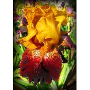  Red Canyon Glow Tall Bearded Iris Rhizome Iridaceae 1 Bulb 