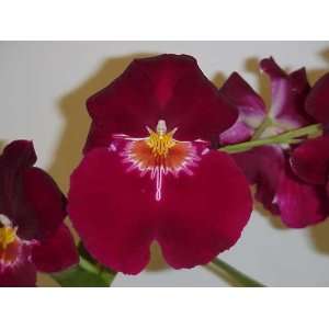 Miltonia Bert Field Crimson Glow NBS Orchid Plant  