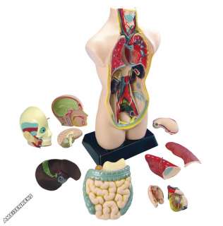 Anatomie Torso XXL Körpermodell Anatomiemodell Körper  