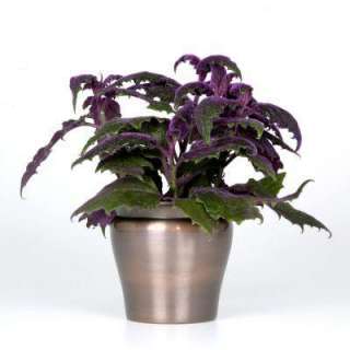 Exotic Angel Plants 4 1/2 in. Purple Passion in Living Elegance Pot 