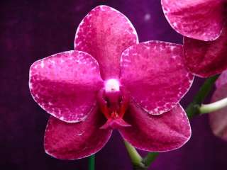 Orchid Flask S 1472 Phal. Brother Sally Taylor x Phal.(  