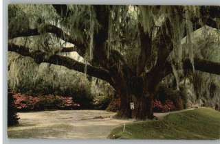    Middleton Gardens; Oak Tree; Charleston, South Carolina/SC  