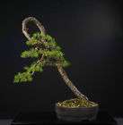 kiefer bonsai pinus sylvestris 88cm literat eur 1 950 00 versand eur 