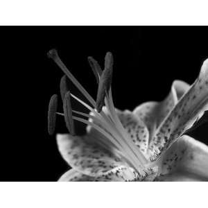 Fotografie   Blütenstempel einer roten Lilie   sw  Küche 