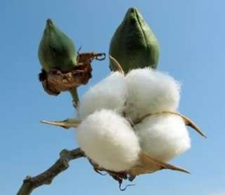 Cotton Growing Wool cd Planting Culture Farming 30 bks  
