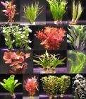 über 40 Aquarium Pflan​zen   großes buntes Sortiment