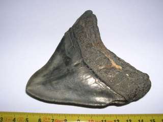   dent de requin Carcharodon megalodon (NA 9.8 cms 15 )