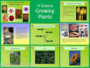   Science topic   GROWING PLANTS   Primary IWB Teaching resources  